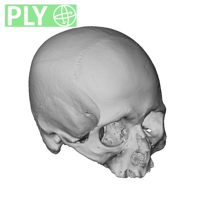 NGB89 SK4 Homo sapiens cranium ply