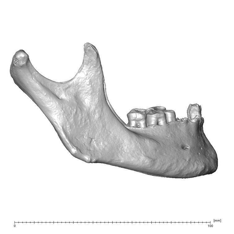 NGB89 SK4 Homo sapiens mandible lateral