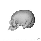 NGB89 SK51 Homo sapiens cranium left