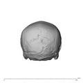 NGB89_SK51_Homo_sapiens_cranium_posterior.jpg