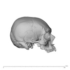 NGB89 SK51 Homo sapiens cranium right