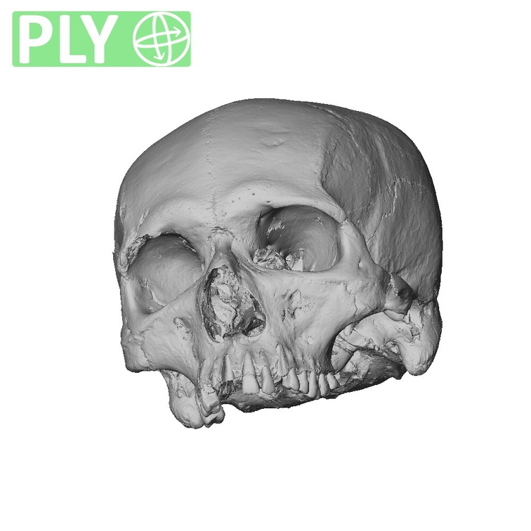 NGB89 SK51 Homo sapiens cranium ply