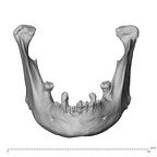 NGB89 SK51 Homo sapiens mandible anterior