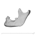 NGB89 SK51 Homo sapiens mandible left