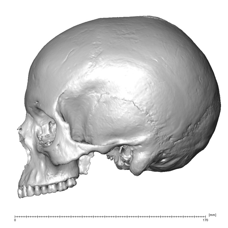 NGB89 SK52 Homo sapiens cranium lateral left