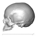 NGB89_SK52_Homo_sapiens_cranium_lateral_left.jpg