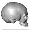 NGB89_SK52_Homo_sapiens_cranium_lateral_right.jpg