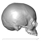 NGB89 SK52 Homo sapiens cranium lateral right