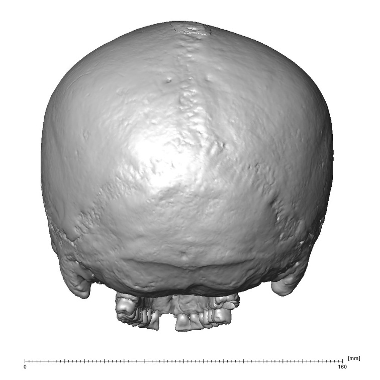 NGB89 SK52 Homo sapiens cranium posterior