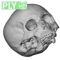 NGB89_SK52_Homo_sapiens_cranium_ply.ply