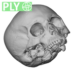 NGB89 SK52 Homo sapiens cranium ply