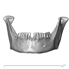 NGB89 SK52 Homo sapiens mandible anterior