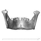 NGB89 SK52 Homo sapiens mandible posterior