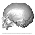NGB89_SK6_Homo_sapiens_cranium_lateral_left.jpg