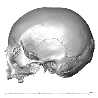 NGB89 SK6 Homo sapiens cranium lateral left