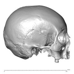 NGB89 SK6 Homo sapiens cranium lateral right