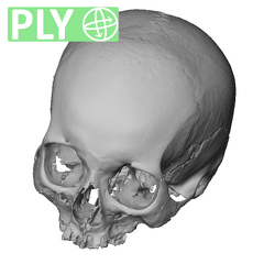 NGB89 SK6 Homo sapiens cranium ply