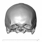 NGB89 SK72 H. sapiens cranium