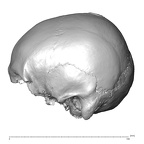 NGB89 SK72 Homo sapiens cranium lateral left