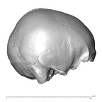 NGB89 SK72 Homo sapiens cranium lateral right