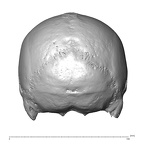 NGB89 SK72 Homo sapiens cranium posterior
