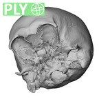 NGB89 SK72 Homo sapiens cranium ply