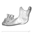 NGB89 SK72 Homo sapiens mandible lateral left