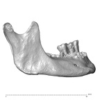 NGB89 SK72 Homo sapiens mandible lateral right