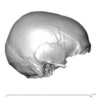 NGB89 SK73 Homo sapiens cranium lateral