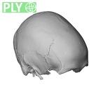 NGB89 SK73 Homo sapiens cranium ply