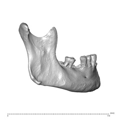 NGB89 SK73 Homo sapiens mandible lateral