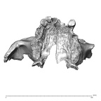 NGB89 SK73 Homo sapiens maxilla inferior