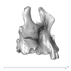 NGB89 SK73 Homo sapiens maxilla lateral