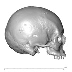 NGB89 SK81 Homo sapiens cranium lateral right