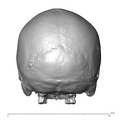 NGB89 SK81 Homo sapiens cranium posterior