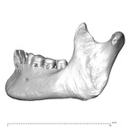 NGB89 SK81 Homo sapiens mandible lateral left