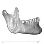 NGB89 SK81 Homo sapiens mandible lateral right