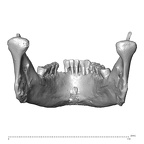NGB89 SK81 Homo sapiens mandible posterior