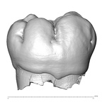 Engis 2 Homo neanderthalensis LRM1 buccal