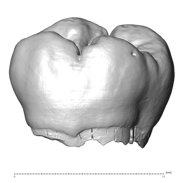 Engis 2 Homo neanderthalensis URM1 buccal