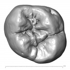 Engis 2 Homo neanderthalensis URM1 occlusal