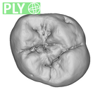 Engis 2 Homo neanderthalensis URM1 ply
