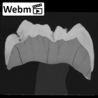 Engis 2 Homo neanderthalensis URM1 webm