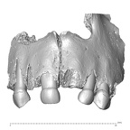 Engis 2 Homo neanderthalensis maxilla anterior