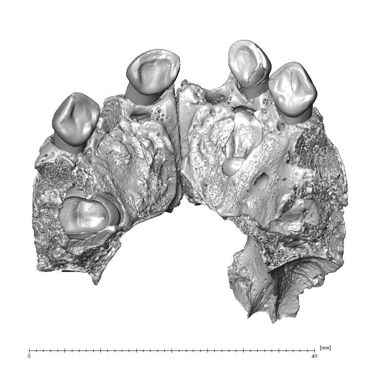 Engis 2 Homo neanderthalensis maxilla inferior