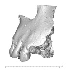 Engis 2 Homo neanderthalensis maxilla lateral