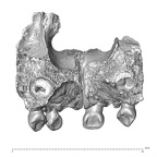Engis 2 Homo neanderthalensis maxilla posterior