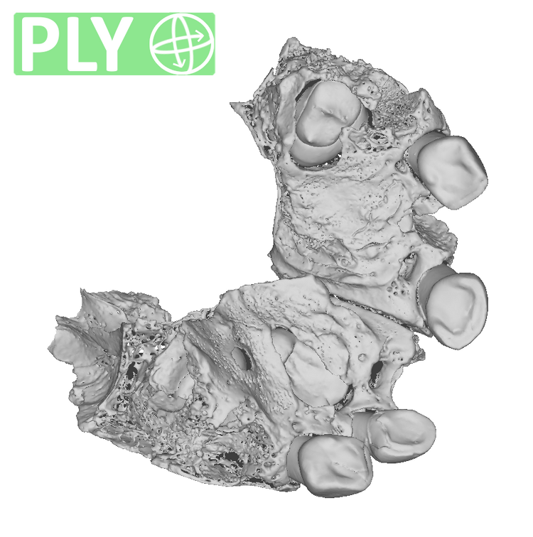 Engis 2 Homo neanderthalensis maxilla ply