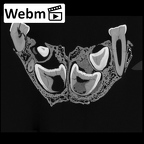Engis 2 Homo neanderthalensis maxilla webm