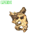 DNH 43A sacrum